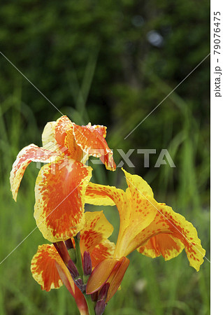黄色にオレンジ柄のカンナの花 79076475