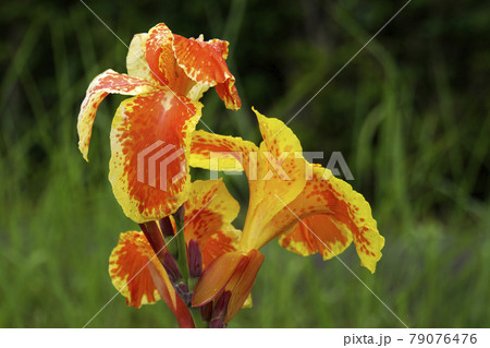 黄色にオレンジ柄のカンナの花 黄色にオレンジ柄のカンナの花 79076476