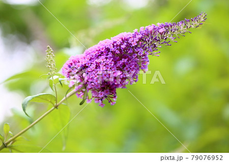 ブッドレアの花の写真素材 ブッドレアの花の写真素材