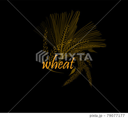 Abstract background with ears of wheat. Vector illustration 79077177