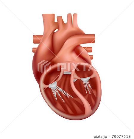 3d anatomy of the human heart. Anatomically correct realistic heart 79077518