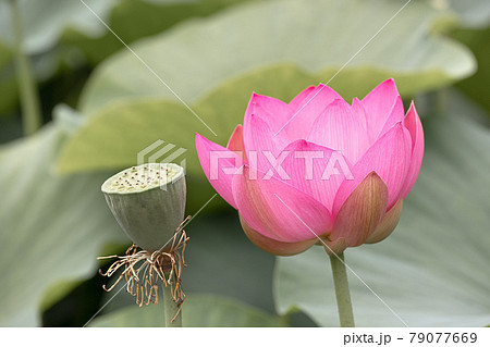 心清らかに咲き誇るハスの花 心清らかに咲き誇るハスの花 79077669