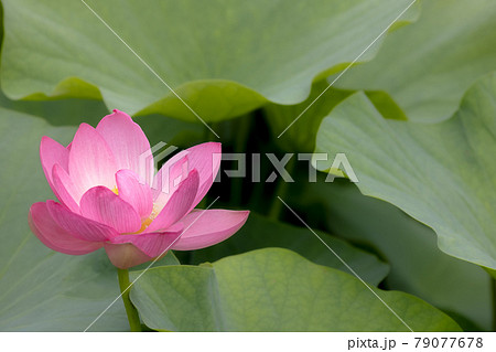 心清らかに咲き誇るハスの花 79077678