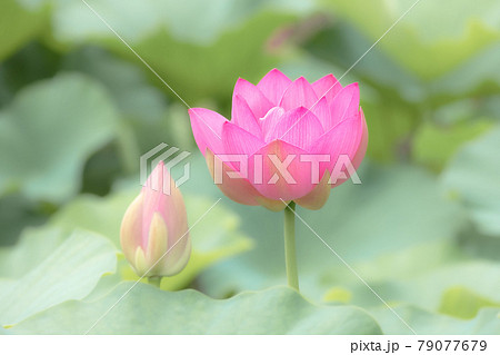 心清らかに咲き誇るハスの花 79077679