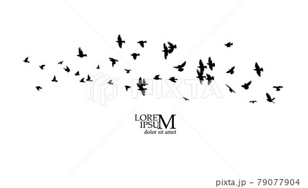 A flock of flying birds. Vector illustration 79077904