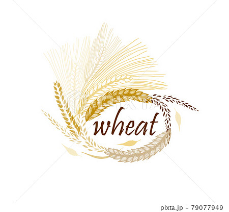 Abstract background with ears of wheat. Vector illustration 79077949