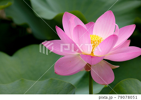 心清らかに咲き誇るハスの花 79078051