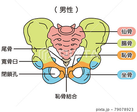 骨盤　男性の骨盤 79078923