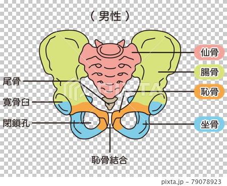 骨盤　男性の骨盤 79078923
