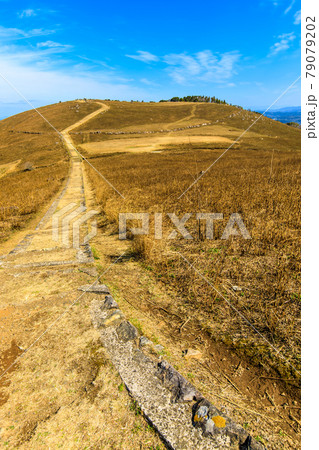 川内峠の野焼き後 【長崎県平戸市】 川内峠の野焼き後 【長崎県平戸市】 79079202