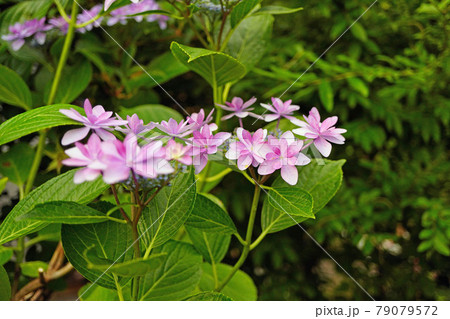 庭に咲くピンク色のどくだみの花の写真素材