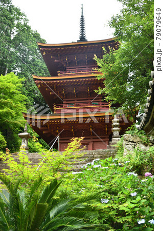 姨綺耶山 長命寺　三重塔（重要文化財）とあじさい　【滋賀県近江八幡市長命寺町】　 79079649