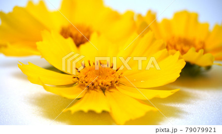 花 がく 大きなグムギェグク 79079921
