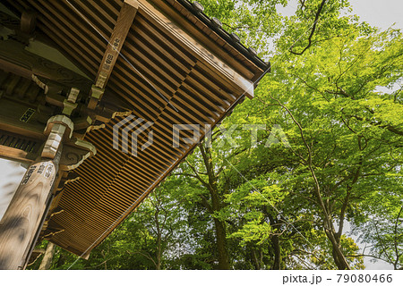 深大寺 新緑 浮岳山昌楽院 厄除元三大師 深大寺 新緑 浮岳山昌楽院 厄除元三大師 79080466