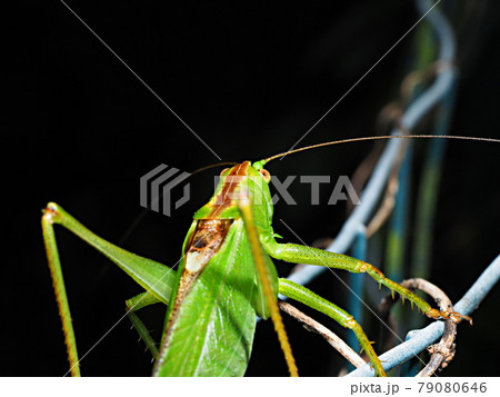 フェンスに来たヤブキリの仲間、オス フェンスに来たヤブキリの仲間、オス 79080646