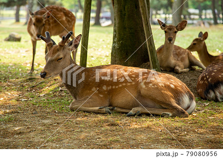奈良観光 奈良公園で寝ている鹿の写真素材
