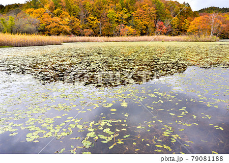 裏磐梯　二つ目沼の紅葉 79081188