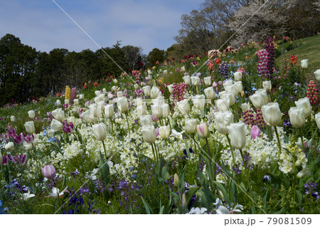 チューリップやルピナスなど色とりどりに咲く花々 チューリップやルピナスなど色とりどりに咲く花々 79081509