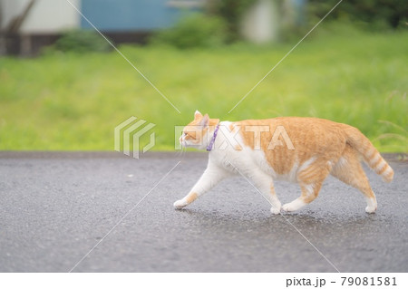 雨上がりの散歩の写真素材 [79081581] - PIXTA