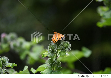 ツマグロヒョウモン（褄黒豹紋）とゴボウの花 79081767