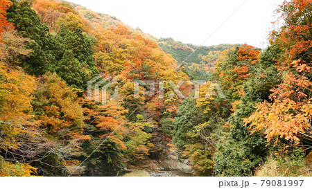 神之川の紅葉 79081997