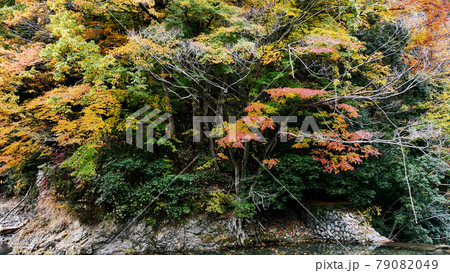 神之川の紅葉 79082049