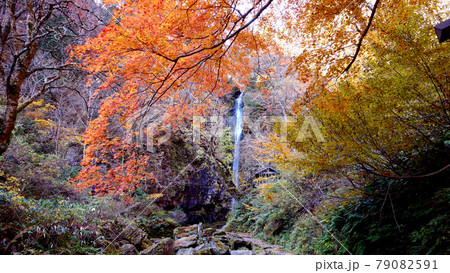 岐阜の阿弥陀ヶ滝と紅葉 79082591