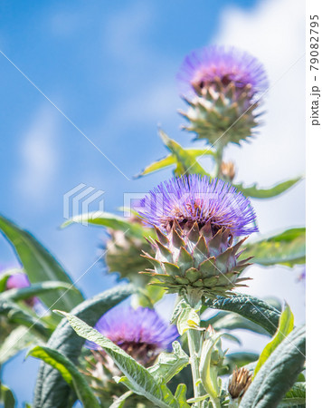 アーティチョークの花 79082795