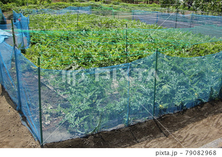 動物侵入防止ネット 79082968