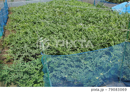 スイカ畑に鳥除けと侵入防止ネット スイカ畑に鳥除けと侵入防止ネット 79083069
