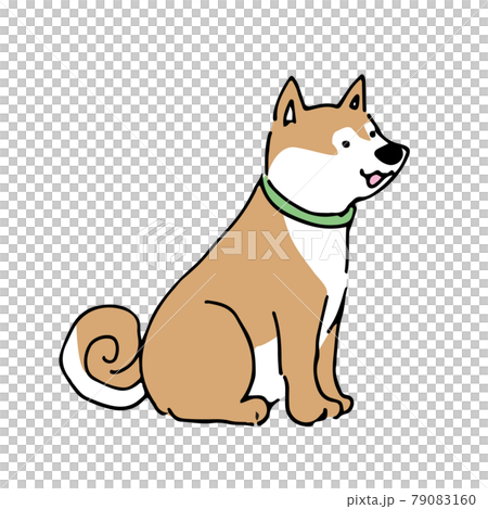 手描き柴犬のイラスト素材 [79083160] - PIXTA