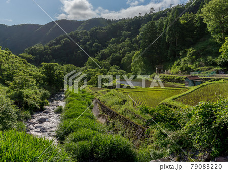 田園 田園 79083220