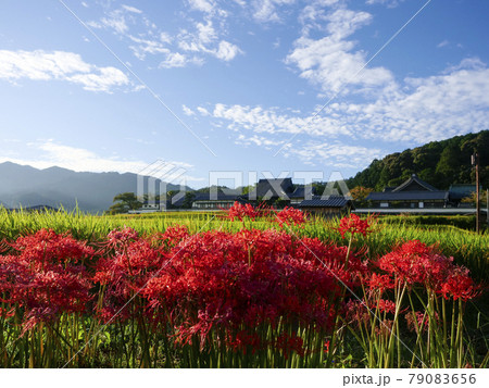 明日香村にある橘寺の稲穂と彼岸花が広がる秋の風景 79083656