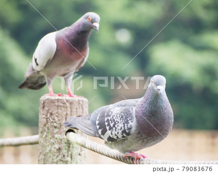 くつろぐ広場の鳩 79083676