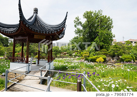 水月公園の花菖蒲 水月公園の花菖蒲 79083774