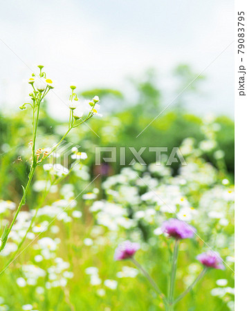 ハルジオン ヒメジョオン 花畑 ハルジオン ヒメジョオン 花畑 79083795
