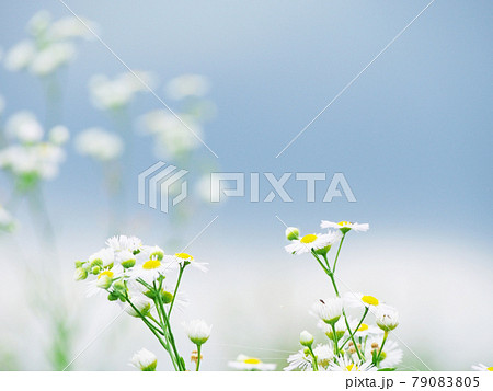 ハルジオン　ヒメジョオン　花畑 79083805