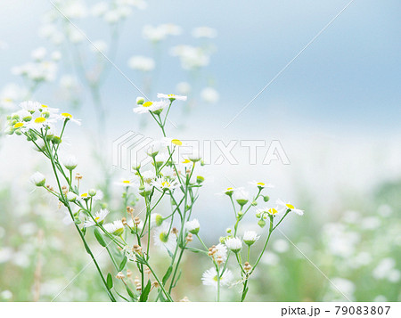ハルジオン　ヒメジョオン　花畑 79083807
