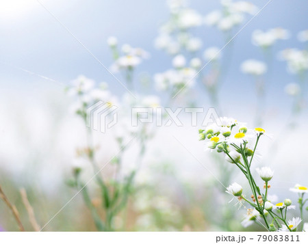 ハルジオン　ヒメジョオン　花畑 79083811