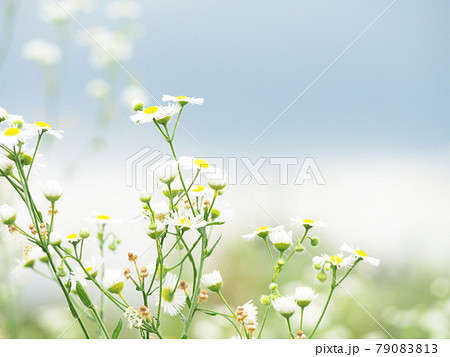 ハルジオン　ヒメジョオン　花畑 79083813