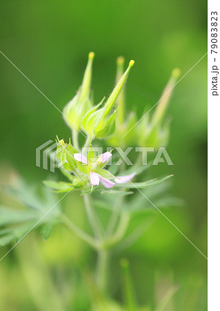 アメリカ風露(アメリカフウロ) 花と種子 アメリカ風露(アメリカフウロ) 花と種子 79083823