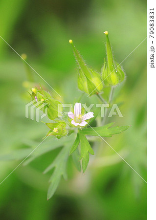 アメリカ風露(アメリカフウロ) 花と種子 アメリカ風露(アメリカフウロ) 花と種子 79083831