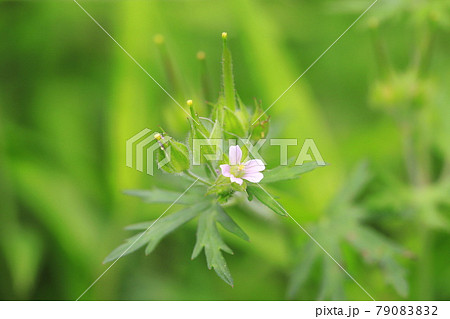アメリカ風露 アメリカフウロ 花と種子 の写真素材 7902