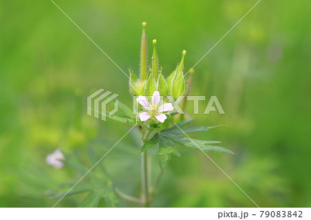 アメリカ風露 アメリカフウロ 花と種子 の写真素材