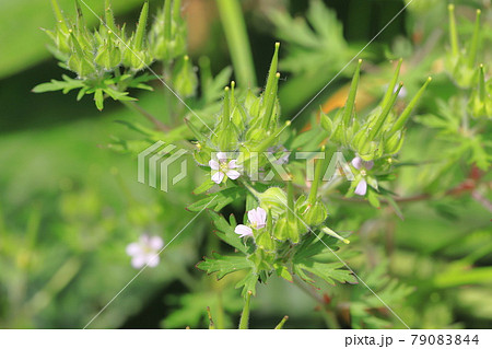 アメリカ風露(アメリカフウロ) 花と種子 アメリカ風露(アメリカフウロ) 花と種子 79083844