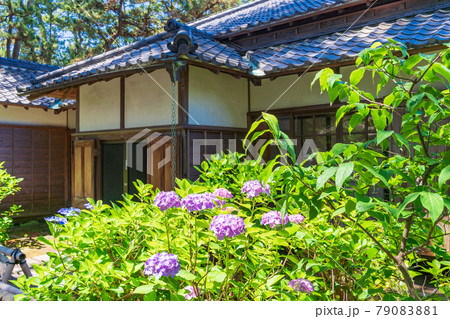 (静岡県)沼津御用邸記念公園 西附属邸のアジサイ (静岡県)沼津御用邸記念公園 西附属邸のアジサイ 79083881