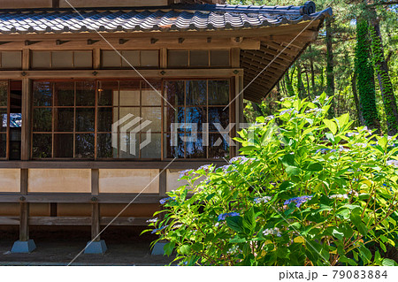 (静岡県)沼津御用邸記念公園 西附属邸のアジサイ (静岡県)沼津御用邸記念公園 西附属邸のアジサイ 79083884