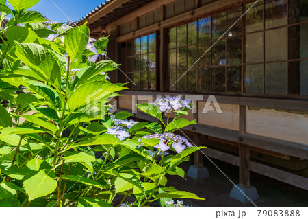 （静岡県）沼津御用邸記念公園　西附属邸のアジサイ 79083888