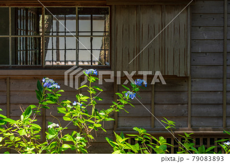 (静岡県)沼津御用邸記念公園 西附属邸のアジサイ (静岡県)沼津御用邸記念公園 西附属邸のアジサイ 79083893