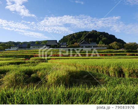 明日香村にある橘寺の稲穂と彼岸花が広がる秋の風景 明日香村にある橘寺の稲穂と彼岸花が広がる秋の風景 79083976